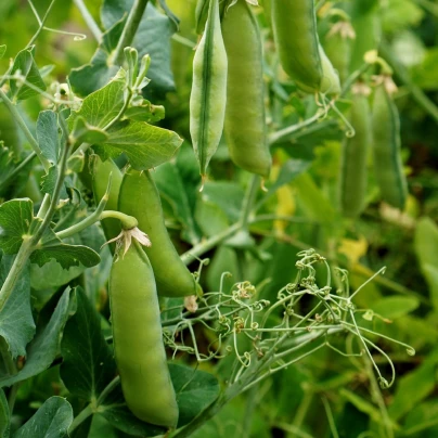 Hrách dřeňový Malý Rheinland - Pisum sativa - semena - 60 ks