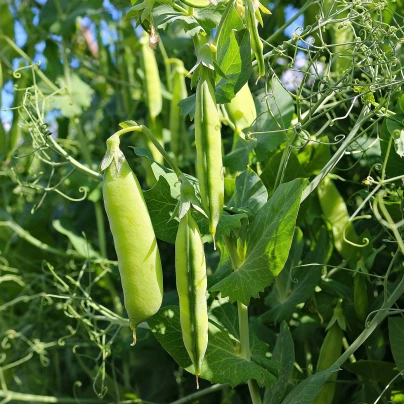 Hrách dřeňový Maxigolt - Pisum sativum - semena - 35 ks