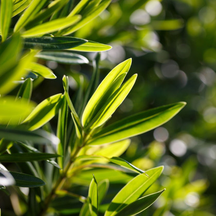 Black Tea Tree - Melaleuca bracteata - semena - 20 ks
