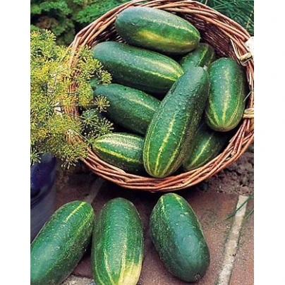 Okurka salátová Delikates - Cucumis sativus - semena - 20 ks