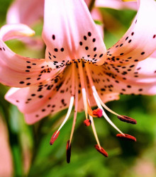 Lilie Pink Tiger - Lilium - cibuloviny - 1 ks