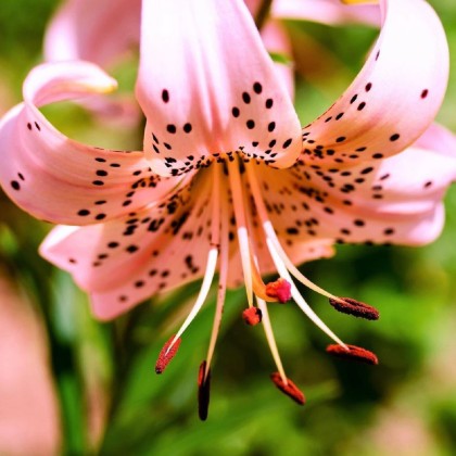Lilie Pink Tiger - Lilium - cibuloviny - 1 ks