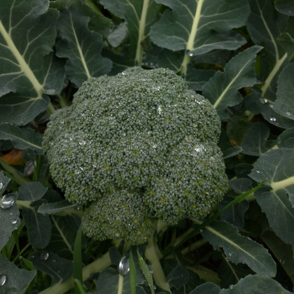 Brokolice Apolena F1 - Brassica oleracea L. - semena - 30 ks