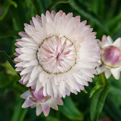 Smil listenatý White - Helichrysum bracteatum - semena - 300 ks