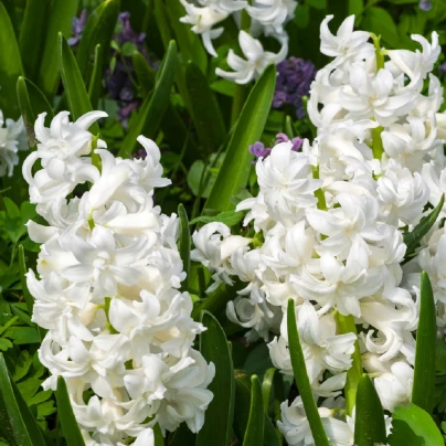 Hyacint plnokvětý Madame Sophie - Hyacinthus - cibuloviny - 1 ks