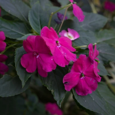 Netýkavka Accent fialová F1 - Impatiens walleriana - semena - 12 ks