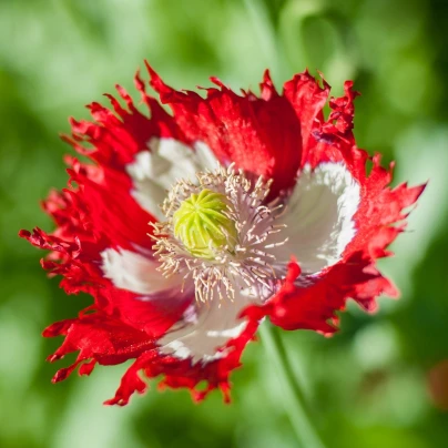 Mák setý Danish Flag - Papaver somniferum - semena - 150 ks