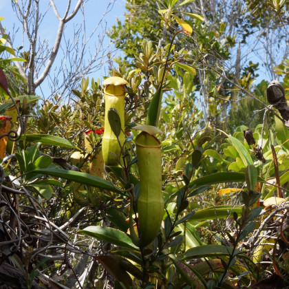 Láčkovka madagaskarská - Nepenthes madagascariensis - semena - 10 ks
