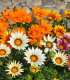 Gazánie směs barev - Gazania rigens - semena - 50 ks