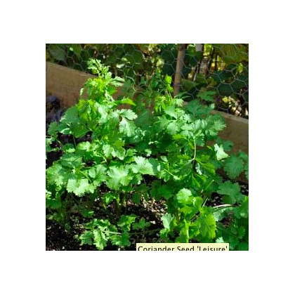 Koriandr setý Leisure - Coriandrum sativum - semena - 100 ks