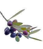 Olivovník - semena