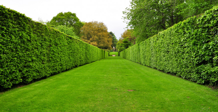 Přemýšlíte jak rozčlenit zahradu? Ideální bude nízký, volně rostoucí, pestrý živý plot (1)
