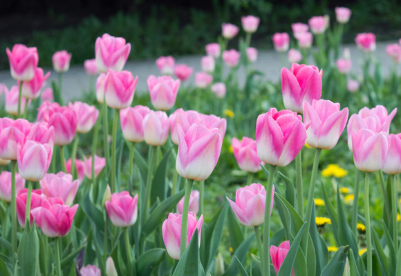 Vznešená ozdoba jarních záhonů i kytic - tulipány, jak je pěstovat?