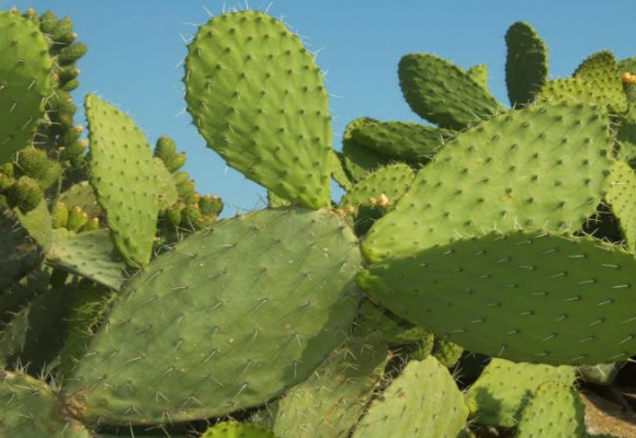 Opuncie - kvetoucí kaktus, který plodí lahodné plody