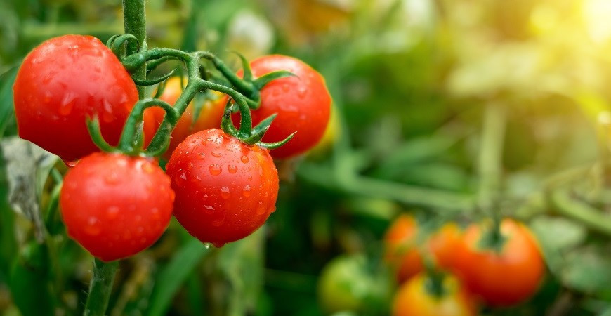 Rajčata vypěstujete i na terase. Jak na jejich pěstování?