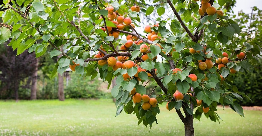 Pěstujeme ovocné stromy - meruňky