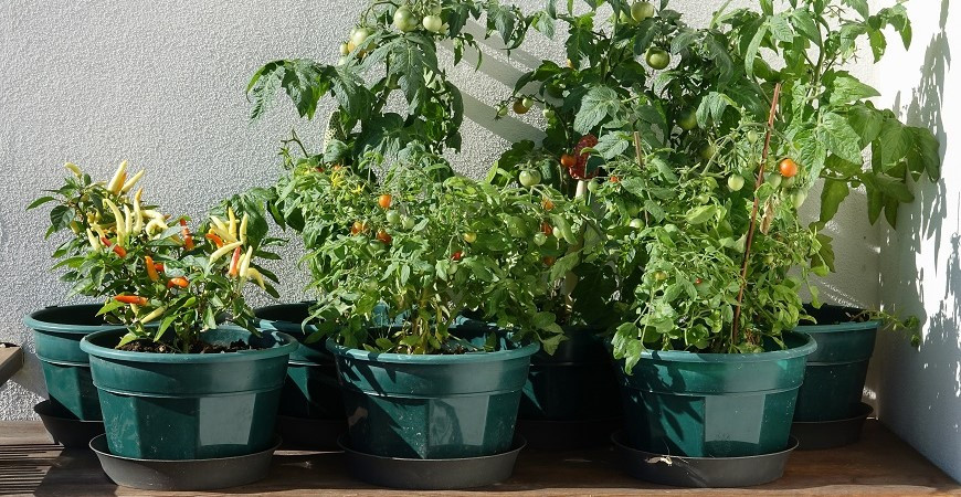 Pěstování rajčat a paprik na balkoně