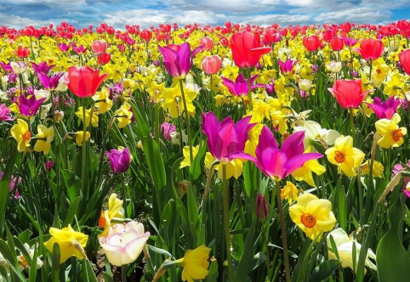 K jaru patří květy tulipánů, narcisek a modřenců